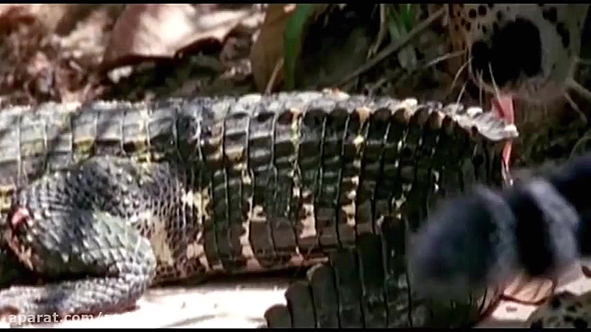 حمله کروکودیل به بچه چکوار (حت...