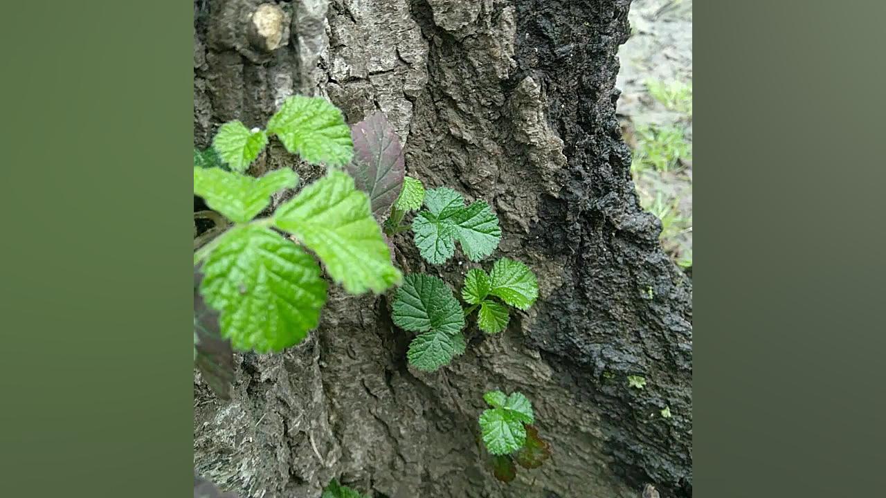 دموی تقلید آهنگ خوشبختی پویا (...