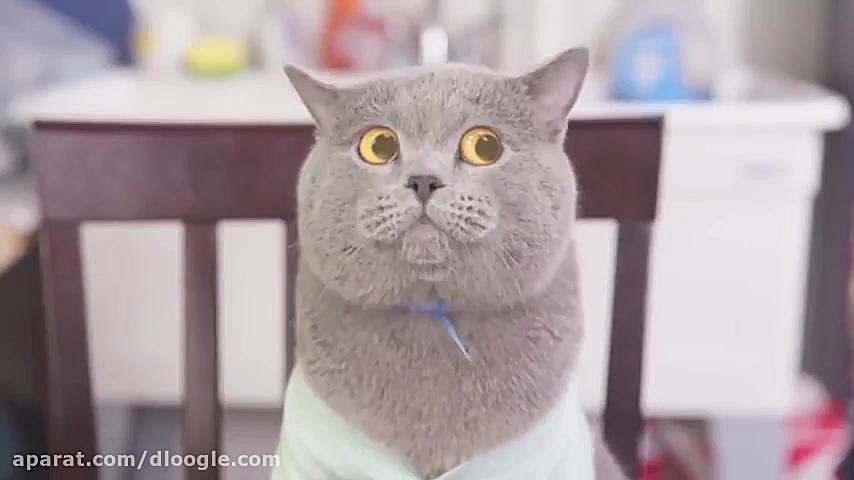 خطرناک ترین نژاد گربه