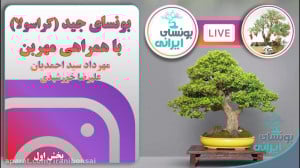 چطور تو خونه بونسای جید درست ک...
