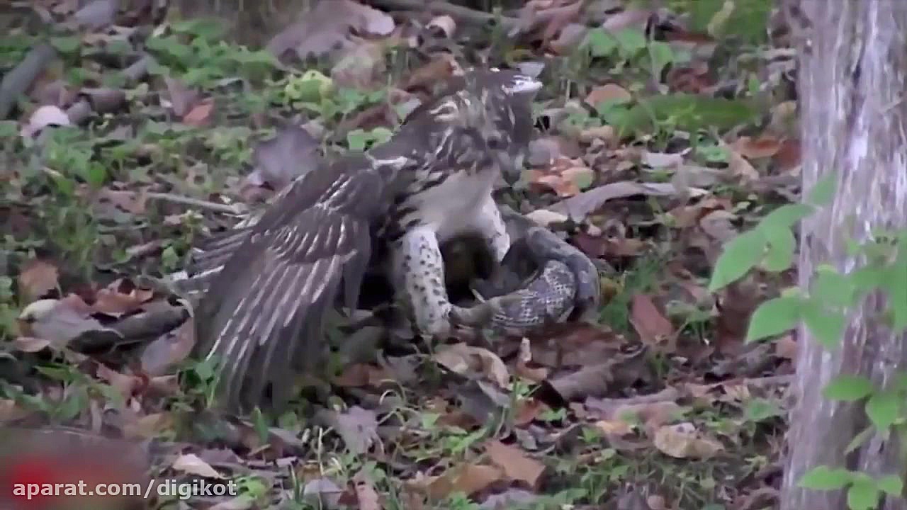 حیات وحش، حمله تماشایی عقاب بر...