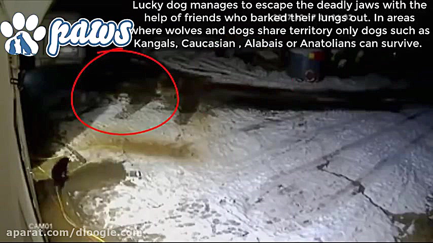 جنگ و نبرد گرگ و سگ