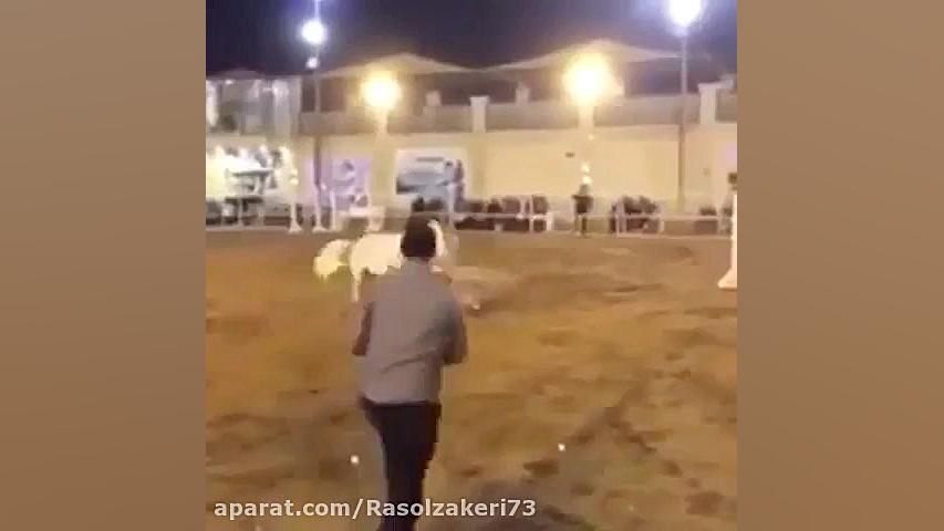 جمله‌ی حیوانات ب انسان ها