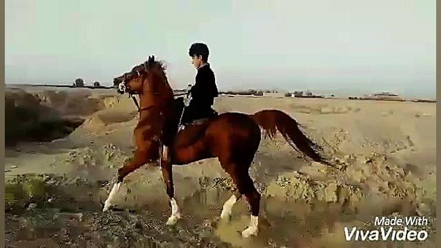 پهلوان میبد  مالک ناصر وزیری