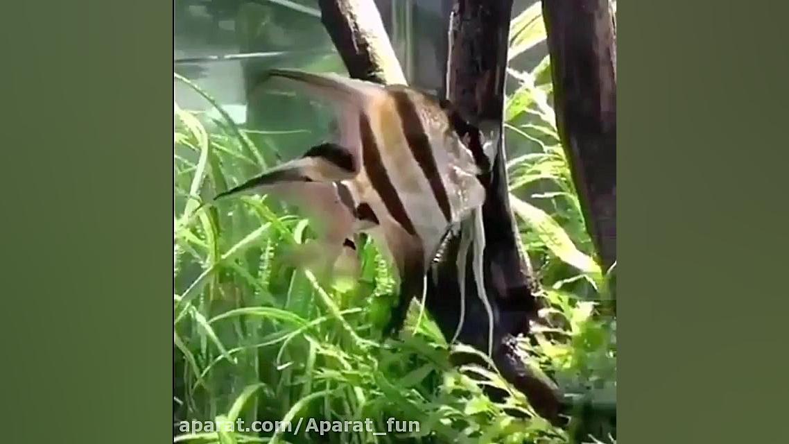 صداگذاری به زبان مشهدی