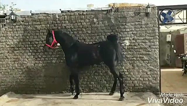 آوالون میبد  مالک : محمد دشتی