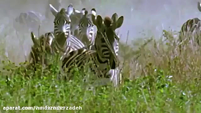 قلمرو... مستند حیات وحش