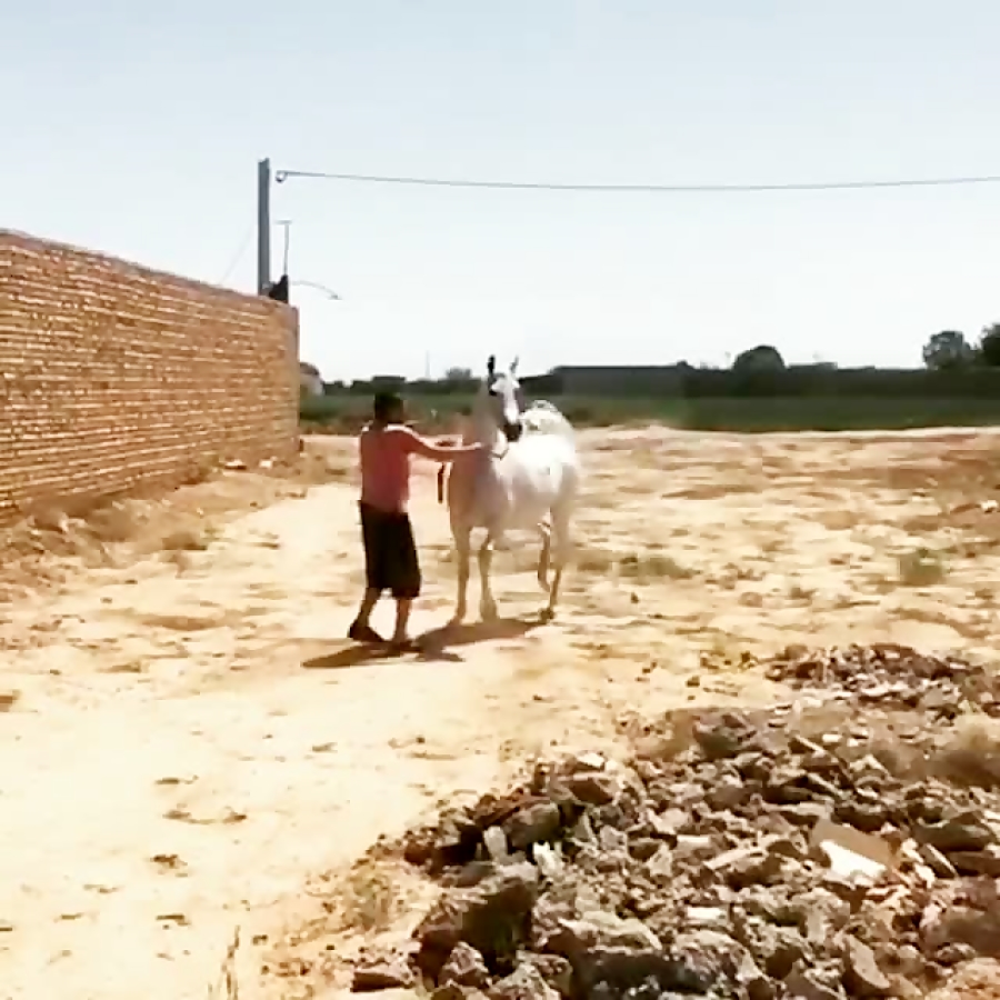 مادیان حمید وزیری میبد یزد