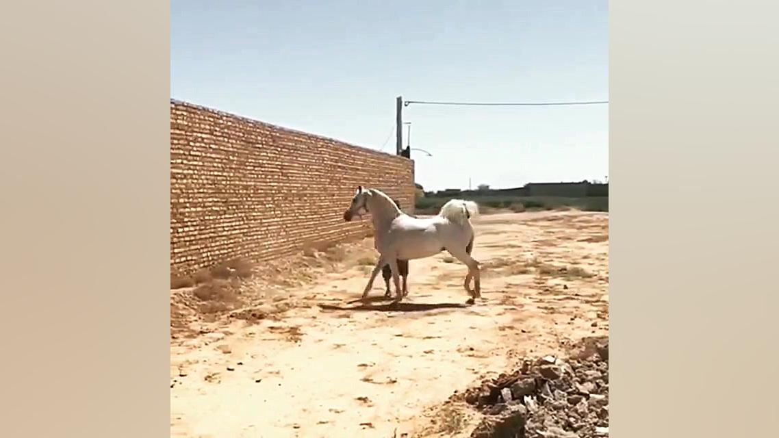 مادیان حمید وزیری میبد یزد