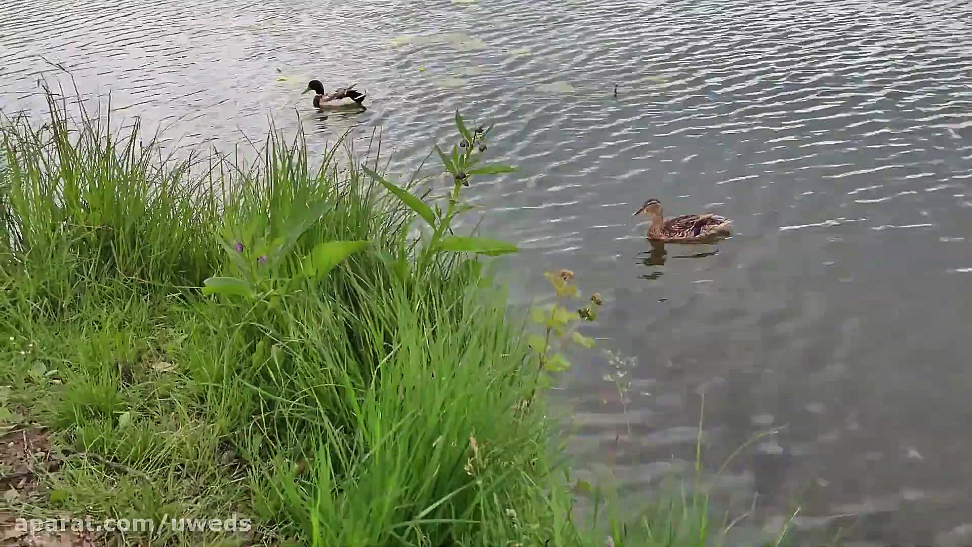 طبیعت با کیفیت 4K Ultra HD