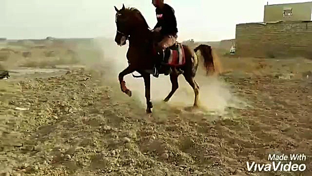 گرانجو میبد مالک میثم طحانی