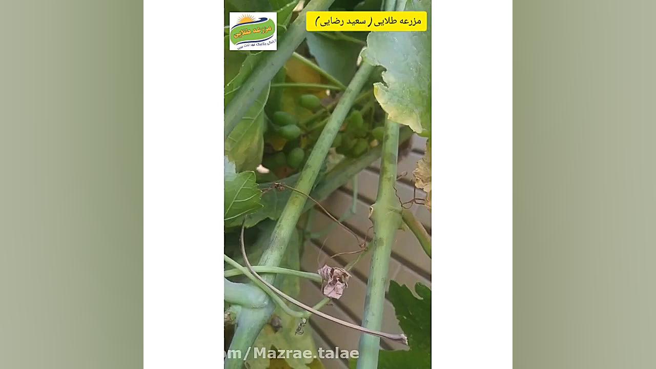 سفیدک درخت انگور