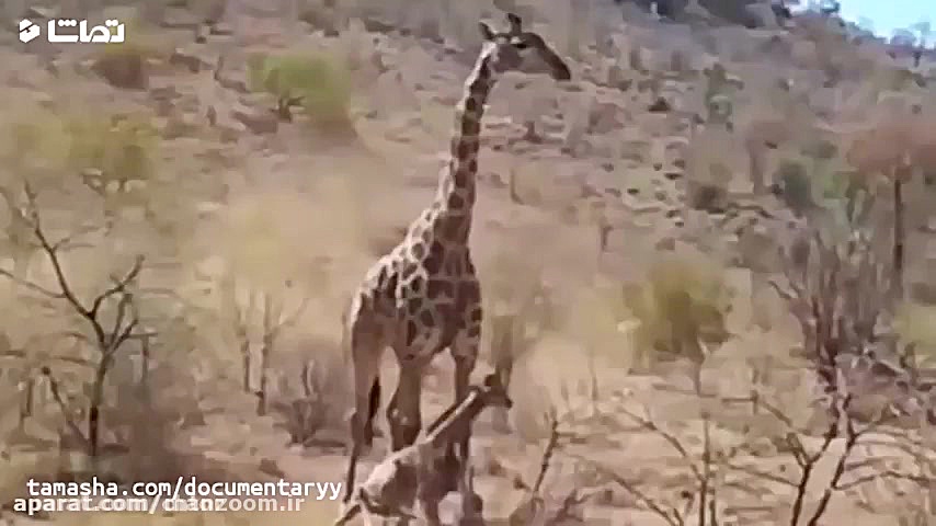 مستند جذاب حیات وحش