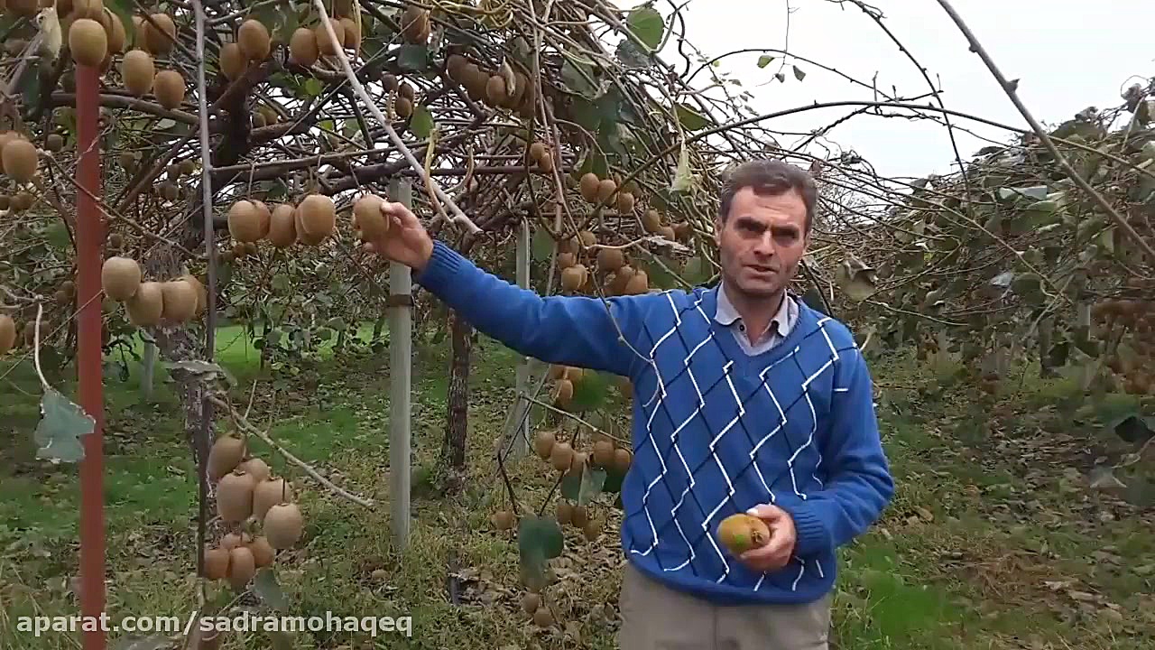 گزارشی از یک باغ هیجان&zwnj;ان...