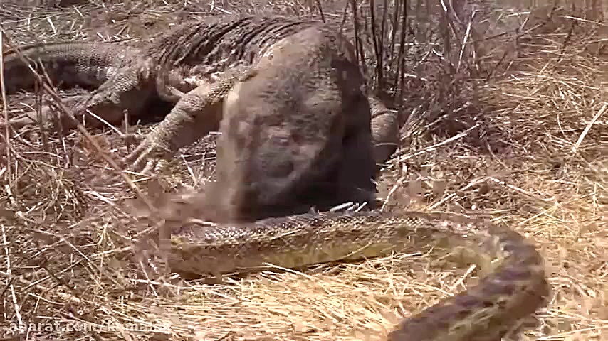 شکار مار سمی توسط اژدهای کومود...