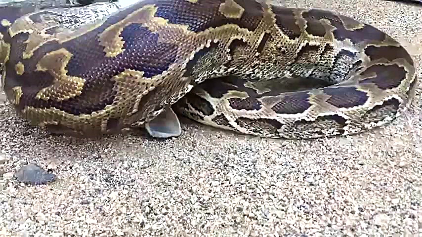 شکار خرگوش توسط مار بزرگ پیتون