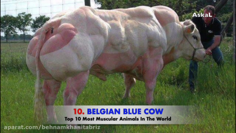 10 مورد از حیوانات غول پیکر حی...