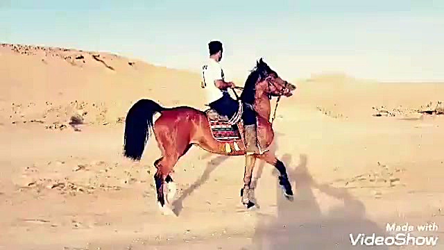 ♨️ مادیان فاخر آهو میبد♨️ا