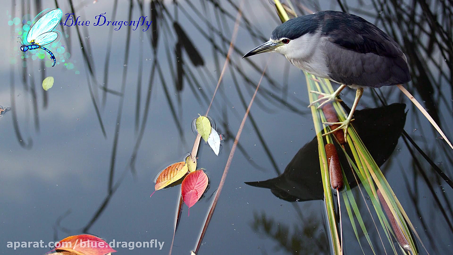 پیام تسلیت کلیپ تسلیت جنوبی هم...