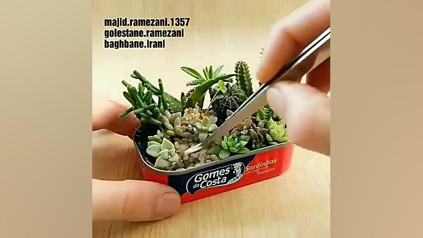 دیش گاردن خلاقانه