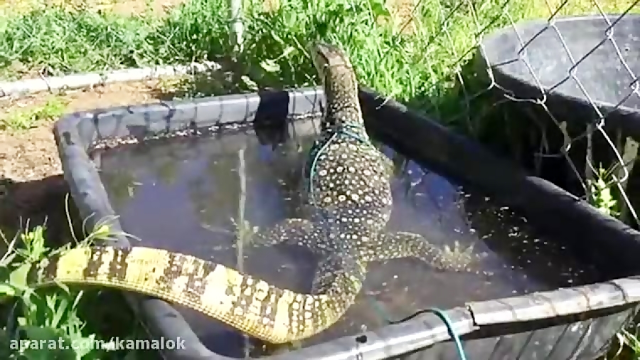 خورده شدن موش توسط مارمولک عظی...