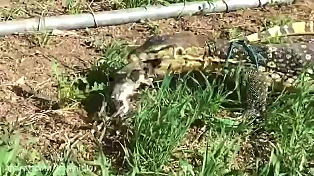 خورده شدن موش توسط مارمولک عظی...