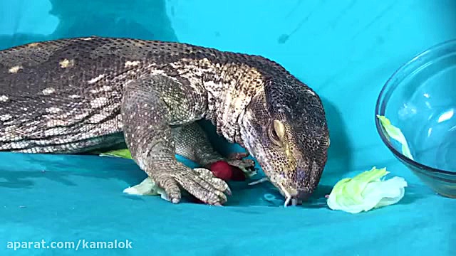 سالاد موش تقدیم به مارمولک آفر...