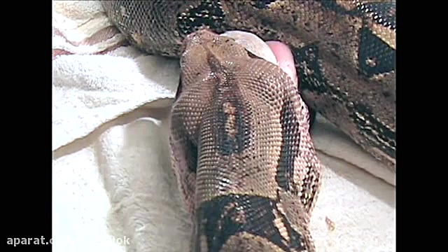 خورده شدن خوک سیاه توسط مار بو...