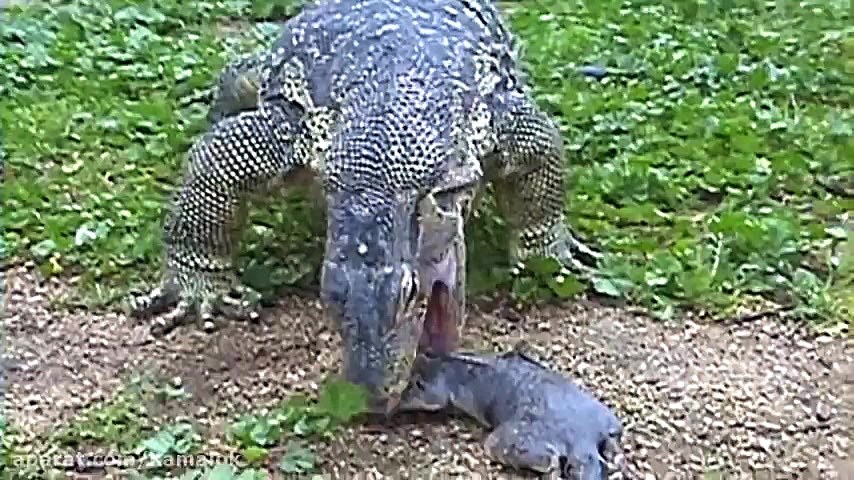 خورده شدن سنجاب توسط مارمولک غ...