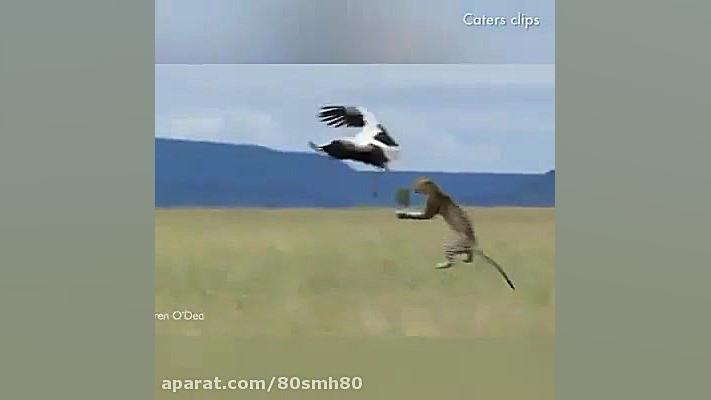 شکار و حیات وحش