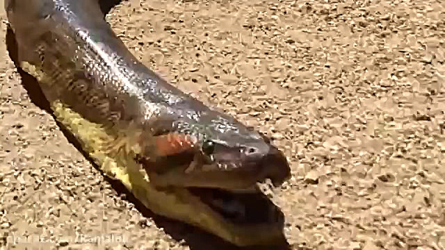 حمله اناکوندای بزرگ گرسنه به ب...