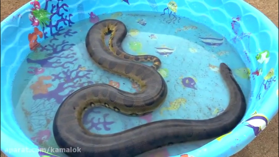 حمله اناکوندای بزرگ گرسنه به س...