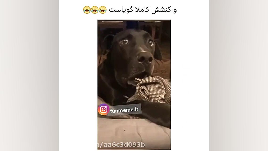 دست گل اب دادن سگ همسایه :))