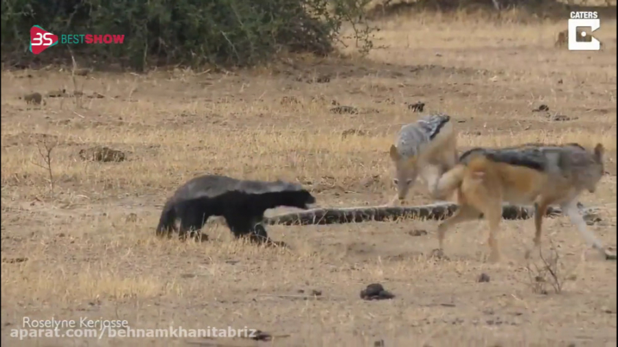 شکار صحنه ای نادر از حیات وحش...