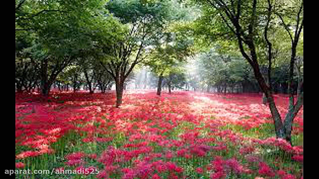 موسیقی محلی شیرازی گلها در اوم...