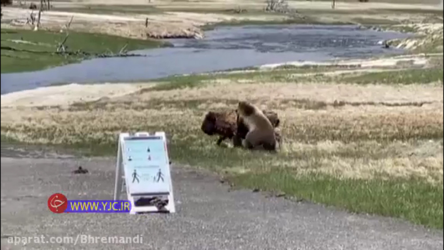 تلاش های خرس برای شکار کردن بو...