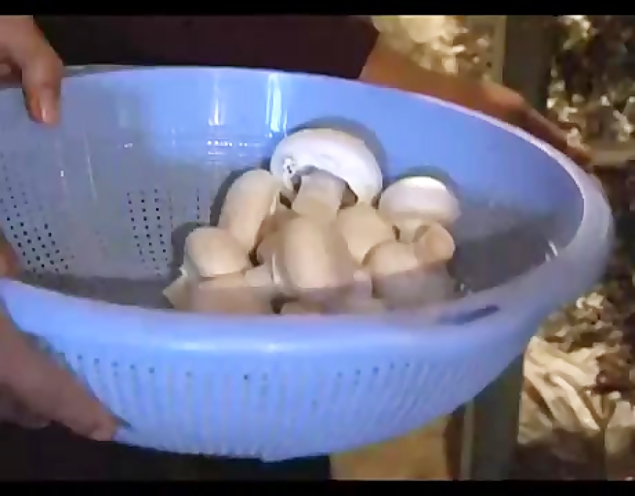 بانوی نمونه سرعینی الگوی مردان...