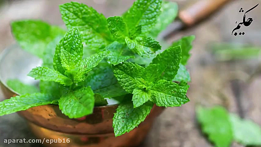 آیا با خواص بی نظیر عرق نعنا آ...