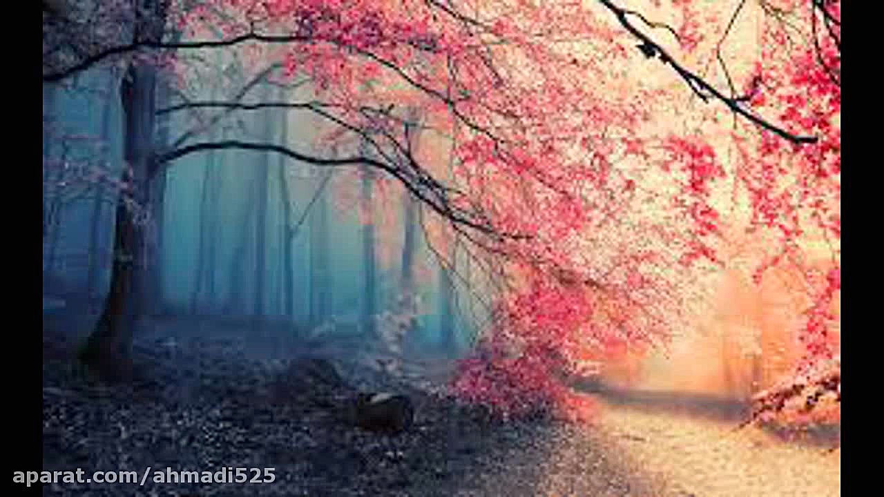 غزل 187 مولانا دام دگر نهاده ا...