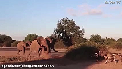 مستند زیبای حیات وحش جدید