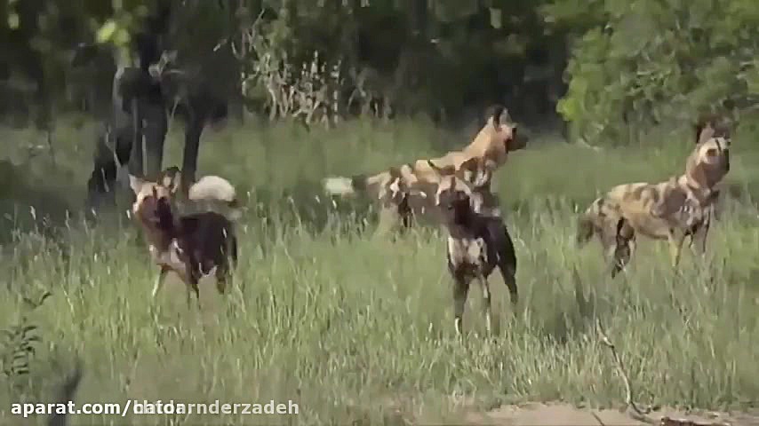 مستند حیات وحش زیبا ودیدنی