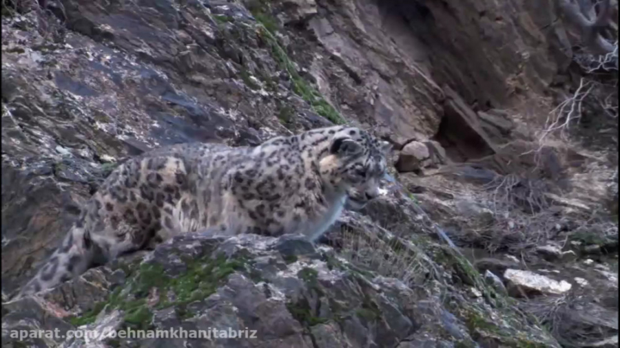 مستند حیات وحش  سیاره زمین: کو...