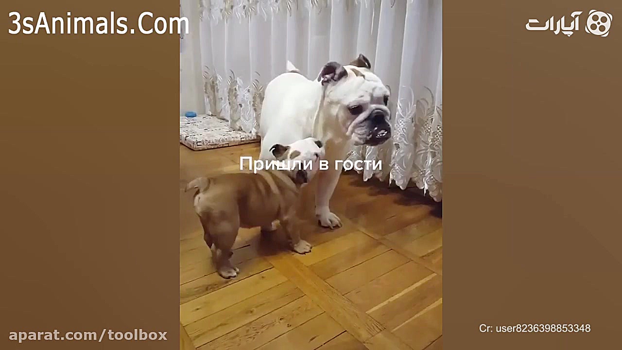 توله های ناخلف