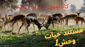 مستند حیات وحش دوبله فارسی 201...