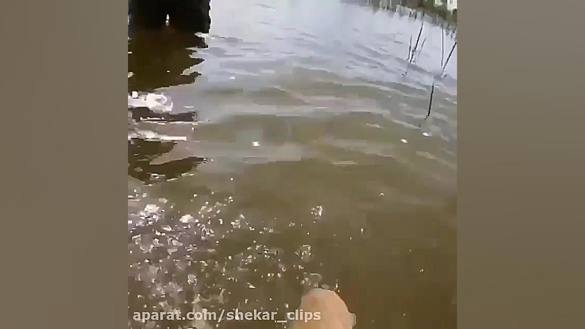 عجب کپور هیولایی صید کرد