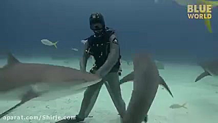 فلج شدن کوسه