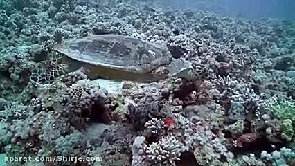 مصر دریای سرخ مصر 2