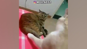 من حامله ام