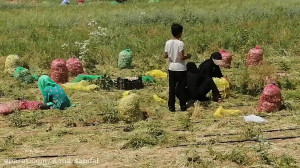 وضعیت کشت پیاز جیرفت در شروع س...