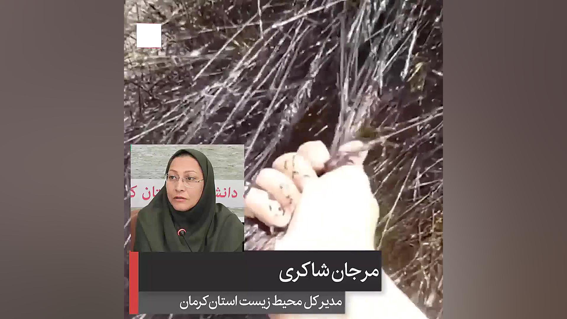 17 ژوئن؛ روز جهانی بیابان زدای...